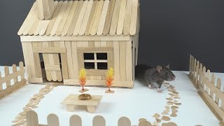 How to Make Popsicle Stick House for Rat