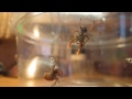 spider sex arizona jumping spider mating dance turn up your speakers