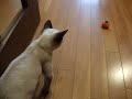 ネジ巻きカボチャにビックリするシンガプーラ子猫なのにゃ♪