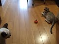 ネジ巻きカボチャにビックリするシンガプーラ子猫なのにゃ♪