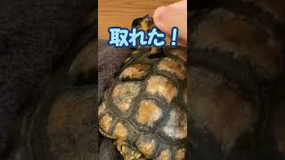 ミドリガメの脱皮〜しずか編②〜 #ミシシッピアカミミガメ #爬虫類 #ミドリガメ #turtle #カメ