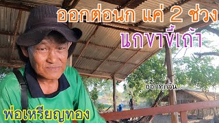 ออต่อนกเขาใหญ่ แค่ 2 ช่วงเท่านั้น / นกขาขี้เถ้า…