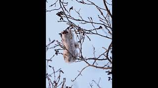 [4K] Siberianflyingsquirrel エゾモモンガ  shorts