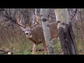 monster record 235 non typical largest archery deer ever on film