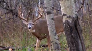 Monster Record 235+ Non-Typical, Largest archery deer ever on film!!