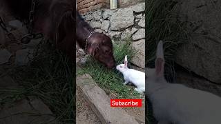 Dono dosto ka subah breakfast ho raha 🌞sath mein 🐄🐇😱👌😂💕#cutebaby #short❤️