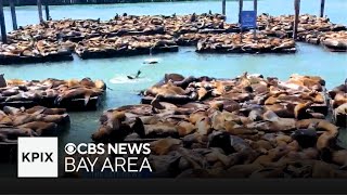 Sea Lion Invasion on Pier 39 in San Francisco Brings Highest Numbers in 15 Years!