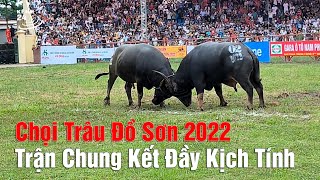 Trận Chung kết Chọi Trâu Đồ Sơn 2022