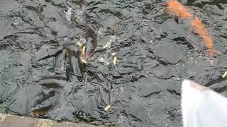 【鯉】鯉のパシャパシャ！【餌やり】Carp eats food