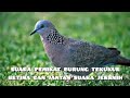 Pikat burung tekukur betina dan jantan gacor 100% ampuh bisa tarik lawan