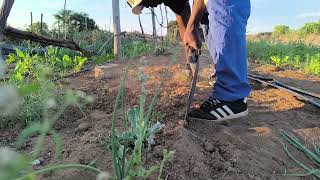 VLOGTOBER DAY 6. Weeding Continued and Relocating onions plus planting pumpkins and maize