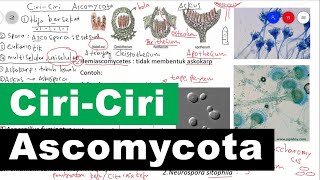 Ciri-Ciri Ascomycota Serta Contoh dan Peranan Ascomycota - Kingdom Fungi Biologi Kelas 10