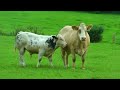 Быки Мычание быка Драка быков Звук животного бык Рев быка farm animals сельскохозяйственные животные