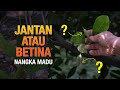 Bunga Jantan atau Betina | Nangka Madu | Hanani Agro Farm