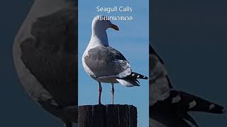 เสียงนกนางนวล ธรรมชาติสวยงาม Seagull Calls