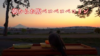 ヒヨドリのひよえちゃんは朝からお腹がペコペコペコリン‥ピー‥🐥Hiyoe-chan, a bulbul, is hungry from the morning‥pee‥ 🌅🐣🍊🍊🍊