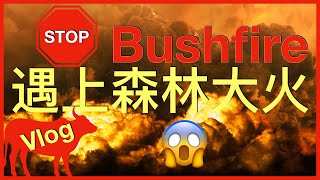 澳洲旅行|遇上澳洲大火 Vlog Australia bushfire 澳洲森林大火