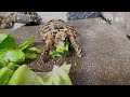 【漫 慢 龜 生】｜ep40｜餅乾陸龜「小芒果」日常｜陸龜｜pancake tortoise