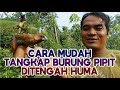 BERBURU BURUNG PIPIT / EMPRIT DI TENGAH HUMA