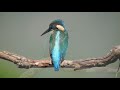 Common kingfisher catches a fish and eats it | Alcedo atthis | Kingfisher calls