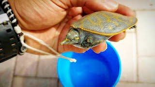 RESCUED a RARE BABY SoftShell TURTLE!