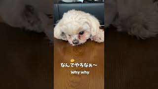 おやつが取れない犬【関西弁でしゃべる犬】#143 Dogs that can't get snacks [Dog talking in Kansai dialect]  #shorts