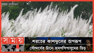 মৌলভীবাজারের পাহাড়ি এলাকাজুড়ে বাতাসে দুলছে শুভ্র কাশফুল | Moulvibazar Kashful | Catkin | Somoy TV