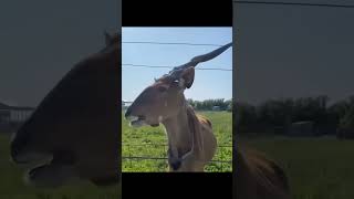 world's tallest giant ELANDS antelopes