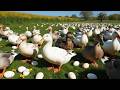 Raising Millions of Ducks for Meat:  Revolution for Free-Range Ducks