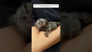 This family rescued a baby marmoset lying helpless on the road and then... #animalshorts