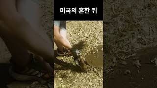 미국의 흔한 쥐 크기 ㅣ 아르마딜로