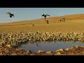 sandgrouse hunting in pakistan birds hunting in balochistan hunting lovers birds sandgrouse