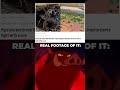 Hakuna Matata