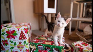 Santa Delivers Toys to Hundreds of Cats at Best Friends Animal Sanctuary