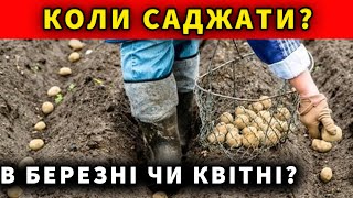 Коли саджати картоплю щоб краще зійшло? Головна рекомендація для посіву картоплі