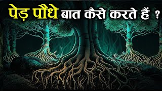 पेड़ पौधे आपस में कैसे बात करते हैं ? वैज्ञानिक भी हैंरान हैं। LANGUAGE OF TREES.