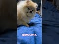 飼い主を心配？する犬 shorts ポメラニアン 犬