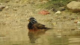 Cinnamon-breasted Bunting