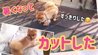 ポメラニアン ももちぃ 短くカットしてきた  DOG POMERANIAN ANIMAL