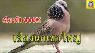 เสียงนกเขาใหญ่ เสียงดี1,000%ไม่มีโฆษณา