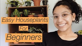 7 Houseplants for Beginners! Easy Indoor Houseplants