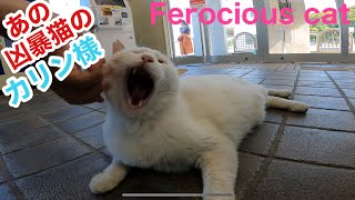 あの凶暴猫のカリン様 水飲みタイムを邪魔され唸り威嚇‼️ Ferocious cat