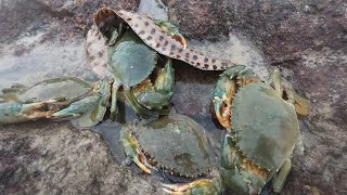 废弃鲍鱼池残留鲍鱼肉，附近食海货闻着味儿寻来，小伙坐着等大货