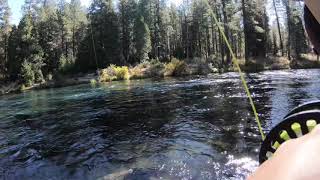 Catching a Bull Trout on the Metolius River