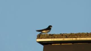 27.05.2017 Mehlschwalbe - common house martin