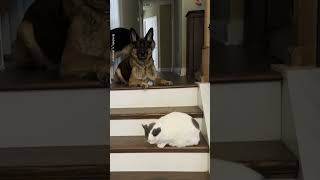 Stubborn Cat Stops Dogs Walking Down The Stairs 🤣