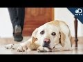 Your Dog Forgets You When You Leave Your Dog Forgets You When You Leave