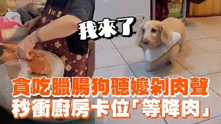 貪吃臘腸狗聽阿嬤剁肉聲　秒衝廚房卡位「等降肉」｜寵物動物｜狗狗｜聞聲而來｜精選影片