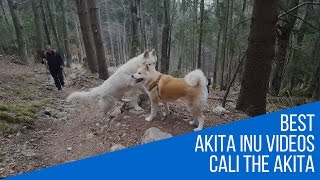 Akita Inu Great hike to Tolsti vrh (Japanese Akita, 秋田犬)