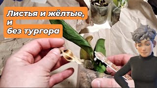 Орхидеи без тургора, что делать?